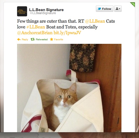 anchorcatllbean